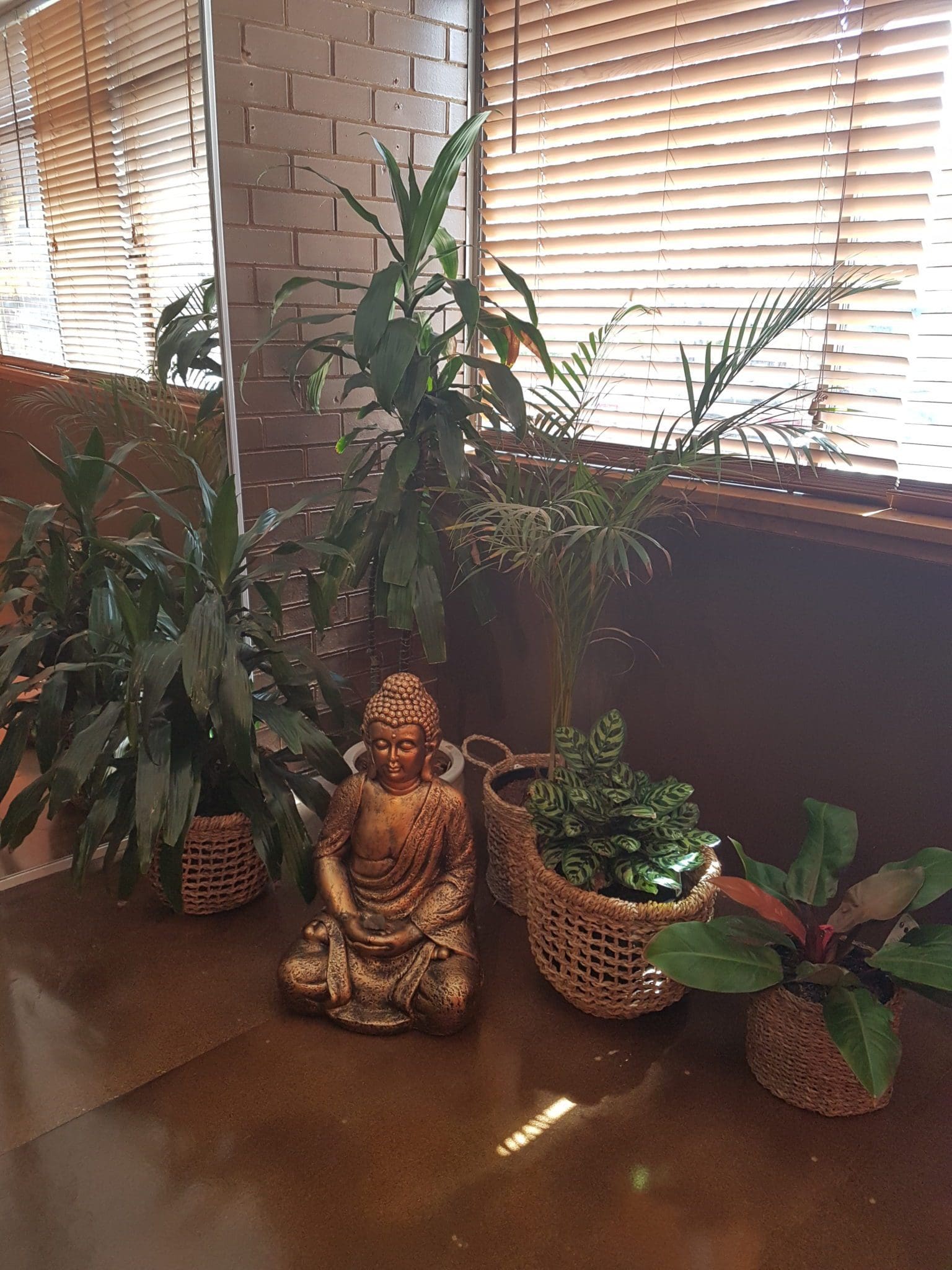 Plants suite 4